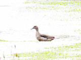 Andean Teal_2766.jpg