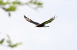 Lesser Yellow-headed Vulture_5931.jpg