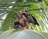 Common Black Hawk - juvenile_4797.jpg