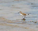 Collared Plover_6323.jpg