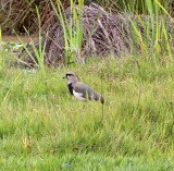 Southern Lapwing_7175.jpg