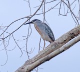 Striated Heron_0449.jpg