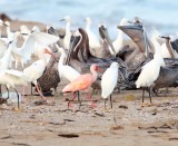 Scarlet Ibis_5366.jpg