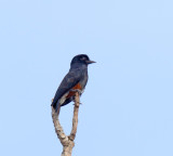 Swallow-winged Puffbird_1479.jpg