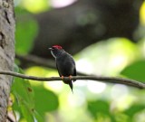 Lance-tailed Manakin - male_4989.jpg