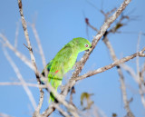Orange-winged Amazon_0465.jpg