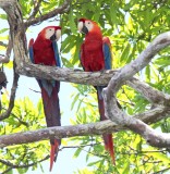 Scarlet Macaw_8590.jpg