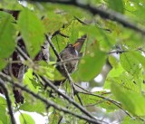 Black-hooded Thrush_4102.jpg