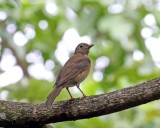 Yellow-legged Thrush - female_4346.jpg