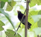 Yellow-legged Thrush - male_4333.jpg