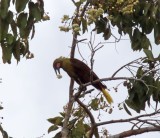 Olive Oropendola_9077.jpg