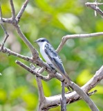 White-winged Swallow_8693.jpg