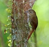 Orinoco Softtail_8932.jpg