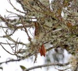 Pearled Treerunner_7039.jpg