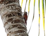 Straight-billed Woodcreeper_4852.jpg