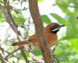 White-whiskered Spinetail_6106.jpg