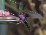 Blue-throated Starfrontlet - male_2547.jpg