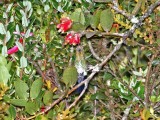 Glowing Puffleg_6791.jpg