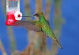 Sword-billed Hummingbird_2390.jpg