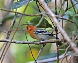 Amazonian Antshrike - female_0293.jpg