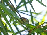 Santa Marta Antbird_2938.jpg