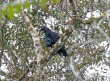  #33 Amazonian Umbrellabird_9382.jpg