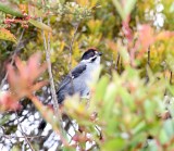 Slaty Brush-Finch_6635.jpg