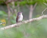 Tocuyo Sparrow_5275.jpg