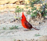 Cardinals, Grosbeaks,Saltators