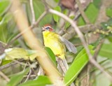 Chestnut-capped Warbler_4369.jpg