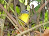 White-lored Warbler_4315.jpg