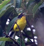 Yellow-crowned Whitestart_3477.jpg