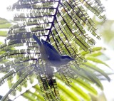 Bananaquit_0332.jpg