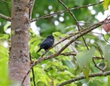 Blue-black Grassquit_4233.jpg
