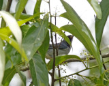 Hooded Tanager_9926.jpg