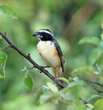 Orinoco Saltator_5425.jpg
