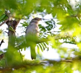 Grey Pileated Finch_5513.jpg