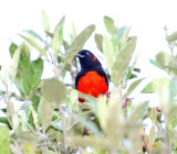 Scarlet-bellied Mountain-Tanager_6696.jpg