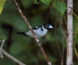 White-naped Seedeater - male_1692.jpg