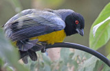 Hooded Mountain-Tanager_2499.jpg