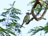 Northern Scrub Flycatcher_5582.jpg