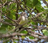 Northern Scrub Flycatcher_6163.jpg