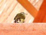 Olive-striped Flycatcher_3405.jpg