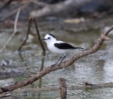 Pied Water Tyrant_5298.jpg