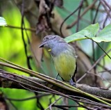 Short-crested Flycatcher_9604.jpg