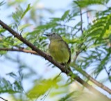 Slender-billed Inezia_5709.jpg