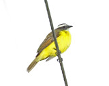 Social Flycatcher_4554.jpg