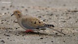 Mourning Dove_2649.jpg