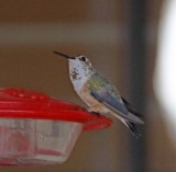 Rufous Hummingbird_7429.jpg