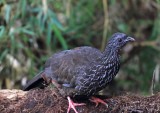 Andean Guan_0030.jpg